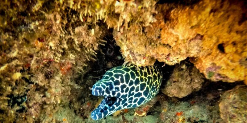 St. Lucia: Cape Vidal Snorkeling Adventure - What is the Cape Vidal Snorkeling Adventure?