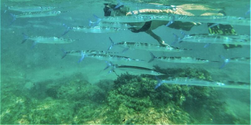 St. Lucia: Cape Vidal Snorkeling Adventure - Final Thoughts: Is It Worth It?