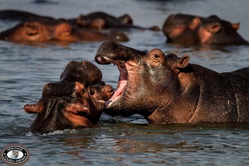 St Lucia: Hippo and Crocodile Cruise on a 15-Seat Vessel - Who Should Take This Tour?