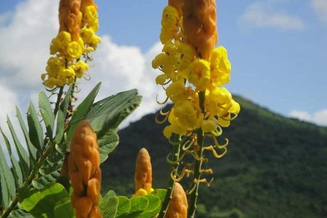 St Lucia Northern Island Tour - What’s Included and How It Works
