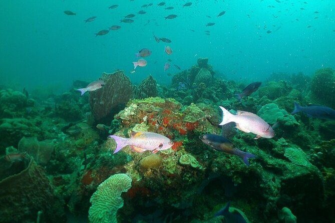 St Lucia Snorkeling Tour with Lunch - Who Is This Tour Best For?