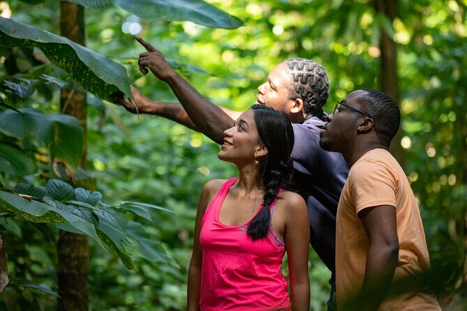 St. Lucia Zip line, Aerial Tram and Hiking tour Ultimate 3 - Post-Zipline Hike and Scenic Descent