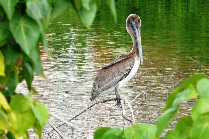 St.Martin - St.Maarten: Small Group, Birding Tour / Bird Watching Tour - Key Points