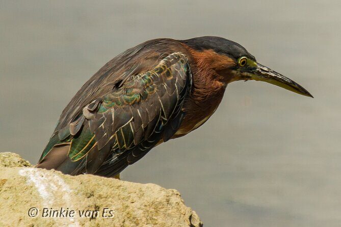 St.Martin - St.Maarten: Small Group, Birding Tour / Bird Watching Tour - Who Should Consider This Tour