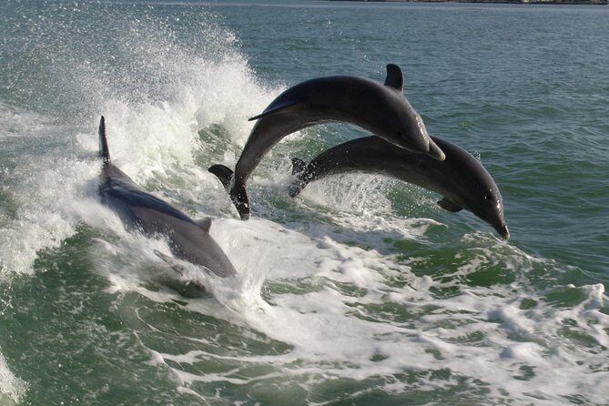 St. Pete Beach Dolphin Racer Adventure - An In-Depth Look at the Dolphin Racer Adventure