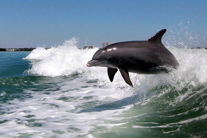 St. Pete Beach Dolphin Racer Adventure - Price and Value Analysis