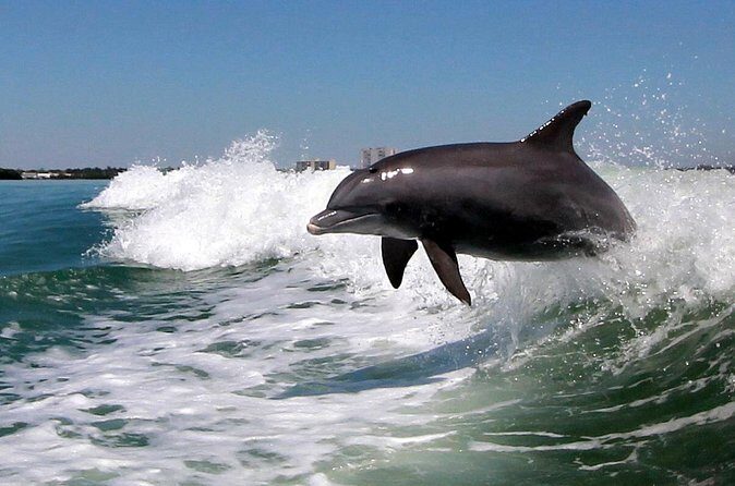 St. Pete Beach Dolphin Racer Adventure - FAQs
