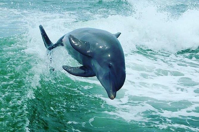 St. Pete Beach Dolphin Racer Adventure - Who Will Love It?