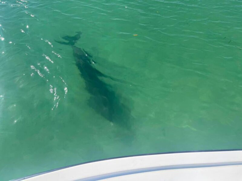 St. Petersburg, FL: 4-Hour Private Beach Tour - Key Points