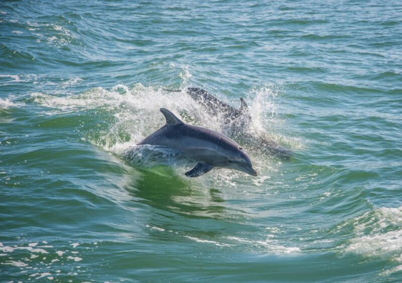 St. Petersburg, FL: Private 2-Hour Dolphin Watching Cruise - The Value of a Private Tour