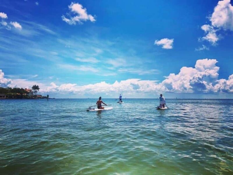 St. Petersburg: Paddle Board Tour with Wildlife Spotting - An Overview of the Experience