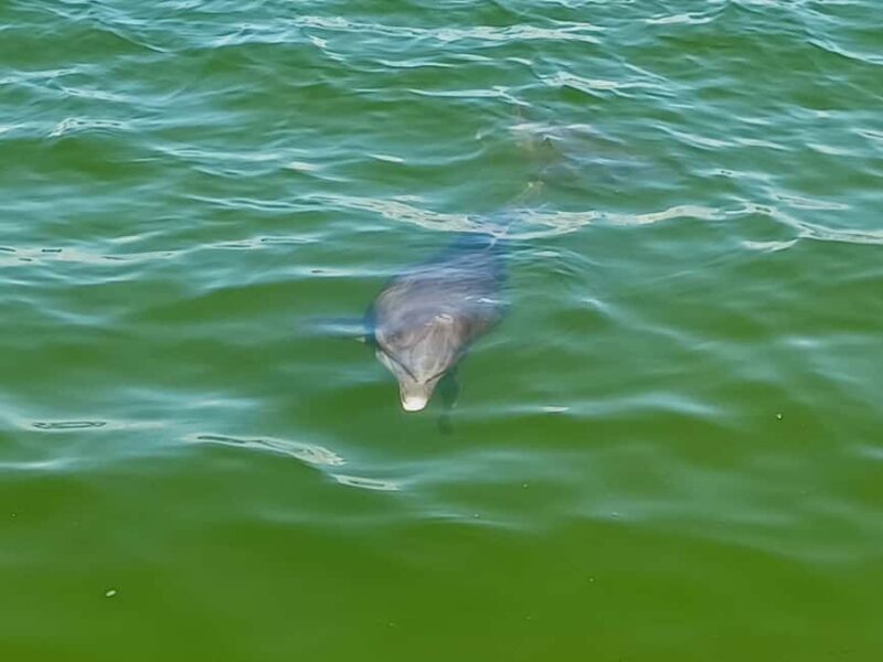 St. Petersburg: Paddle Board Tour with Wildlife Spotting - The Sum Up