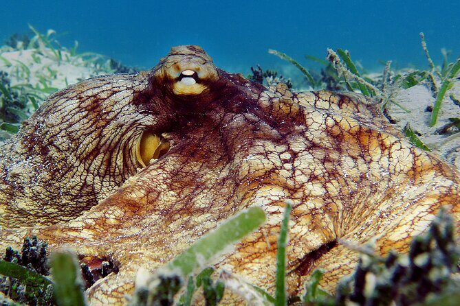 St Thomas Kayak and Sea Turtle Snorkel Excursion - The Sum Up