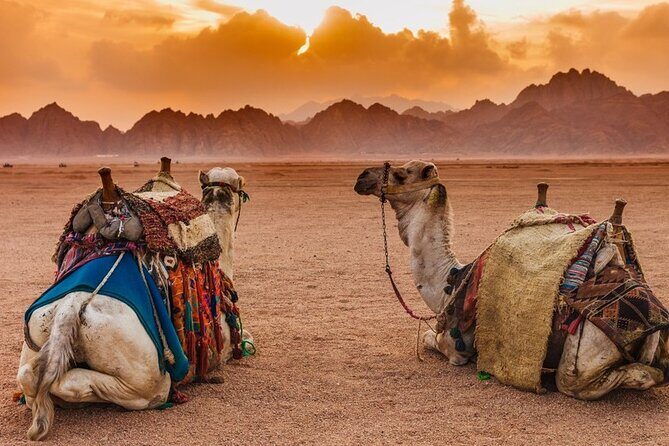 Star Gazing Safari Tour by ATV Quad and Dinner in Sharm El Sheikh - What the Reviews Say