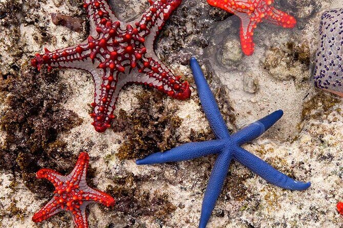 Starfish Adventure; Blue Lagoon; The Rock; Kuza Cave, Salaam Cave - An In-depth Look at the Itinerary