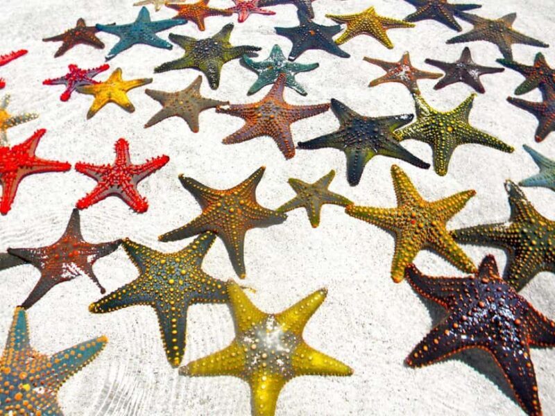 Starfish Adventure, Lunch at The Rock, Mnemba Dolphin Tour - Key Points