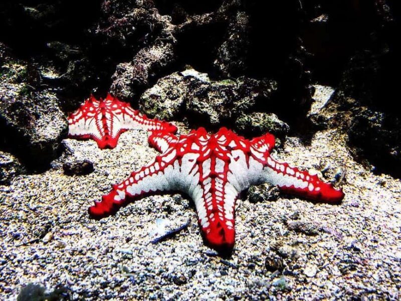 Starfish Adventure, Lunch at The Rock, Mnemba Dolphin Tour - Key Points