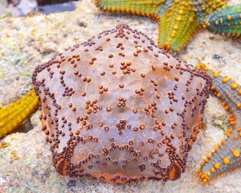 Starfish Adventure, Lunch at The Rock, Mnemba Dolphin Tour - Frequently Asked Questions