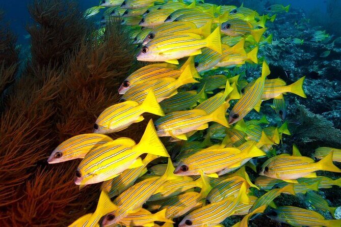 Starfish Adventure; The Rock Restaurant; Kuza Cave, Salaam Cave - How It All Comes Together: A Look at the Details