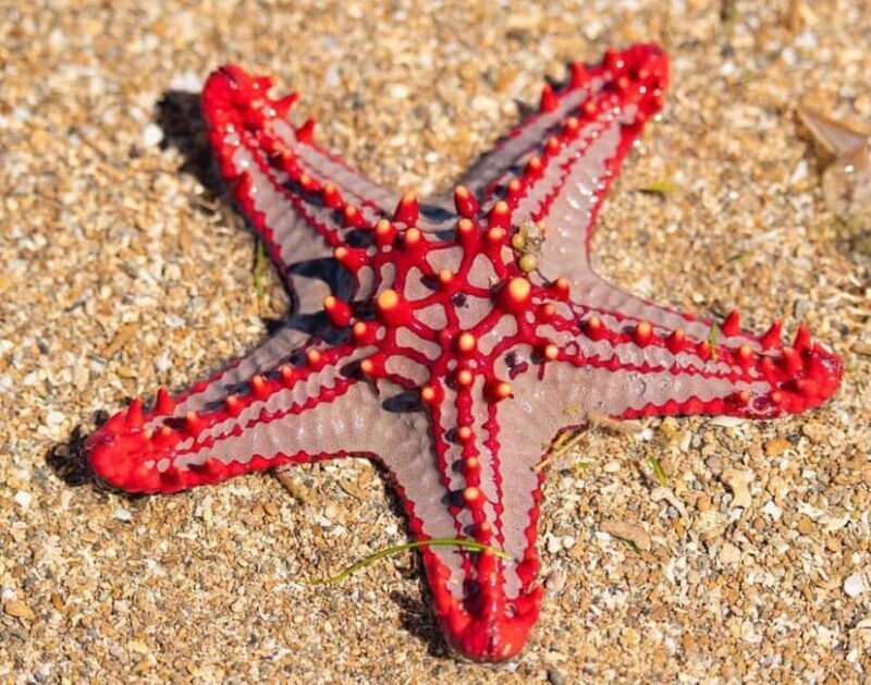 Starfish Adventure, The Rock Restaurant, Salaam Cave Tour - FAQ