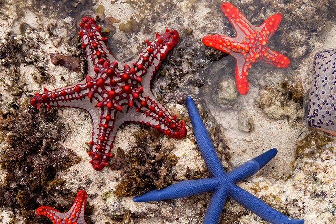 Starfish Beach; The Rock; Kuza Cave; Paje Beach; Salaam Cave Tour - Key Points
