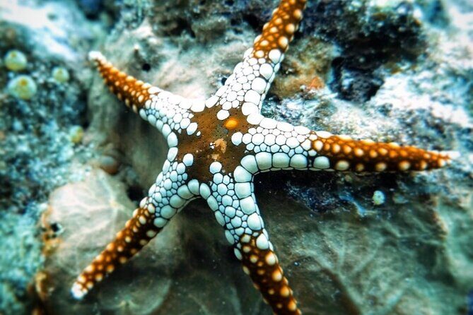 Starfish Beach; The Rock; Kuza Cave; Paje Beach; Salaam Cave Tour - A Comprehensive Look at the Zanzibar Day Tour