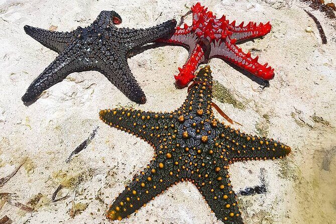 Starfish Beach; The Rock; Kuza Cave; Paje Beach; Salaam Cave Tour - Authentic Feedback and Real Experiences