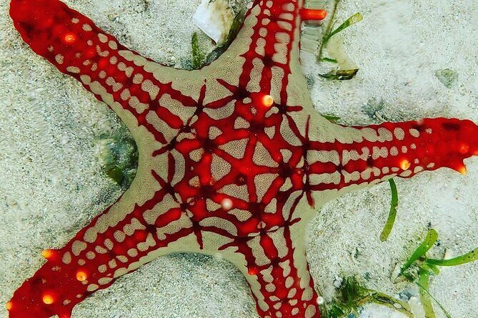 Starfish Beach; The Rock; Kuza Cave; Paje Beach; Salaam Cave Tour - Practical Tips for Travelers