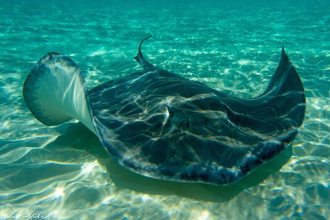 Starfish Point, Stingray City-Sandbar & Coral Gardens - Key Points
