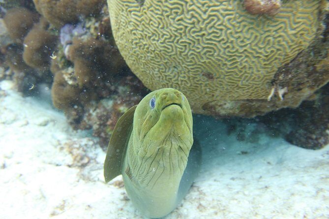 Starfish Point, Stingray City-Sandbar & Coral Gardens - FAQ