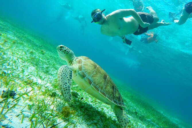 Starfish, Stingrays and the Turtle Sanctuary Snorkeling Tour - How is the Marine Life?
