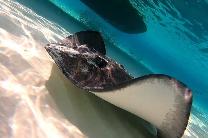 Starfish, Stingrays and the Turtle Sanctuary Snorkeling Tour - What About the Long Boat Ride?