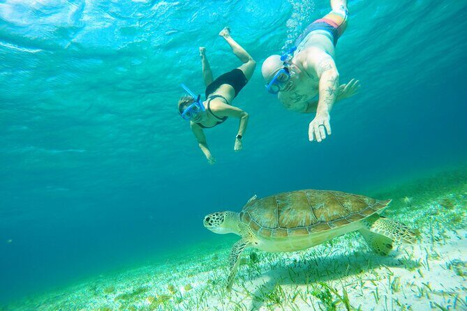 Starfish, Stingrays and the Turtle Sanctuary Snorkeling Tour - Who Would Love This Tour?