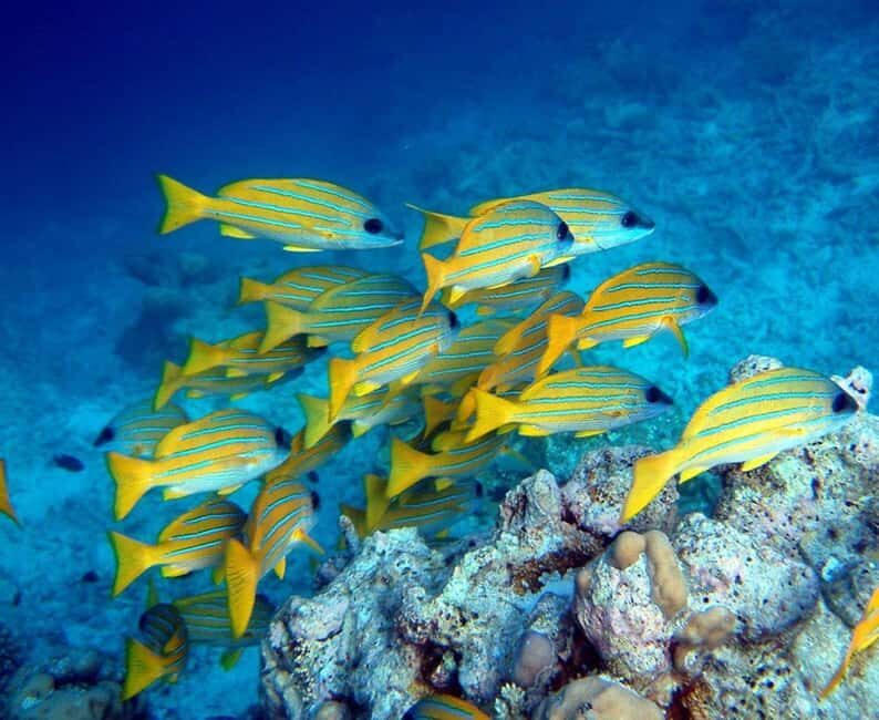 Starfish Tour, Blue Lagoon Snorkeling, The Rock, Paje Beach - Underwater Magic at Blue Lagoon Atoll