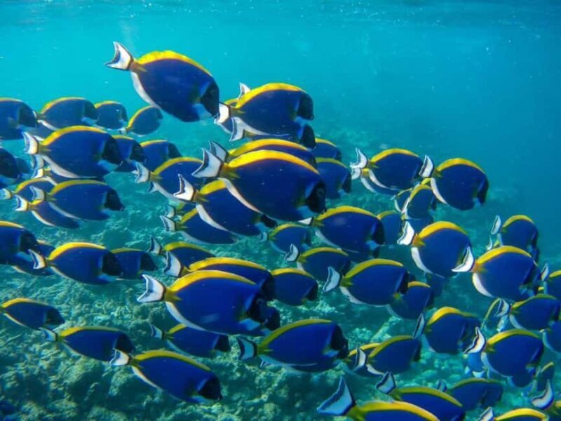 Starfish Tour, Blue Lagoon Snorkeling, The Rock, Paje Beach - Practical Details and Value