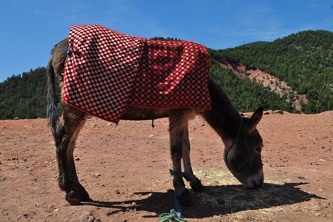 Stargazing and camel ride in the agafay desert - Authenticity and Traveler Feedback