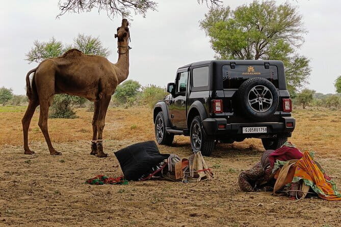 Stay Under The Billions Stars Overnight Camel Safari Tour - Who Will Love This Tour?