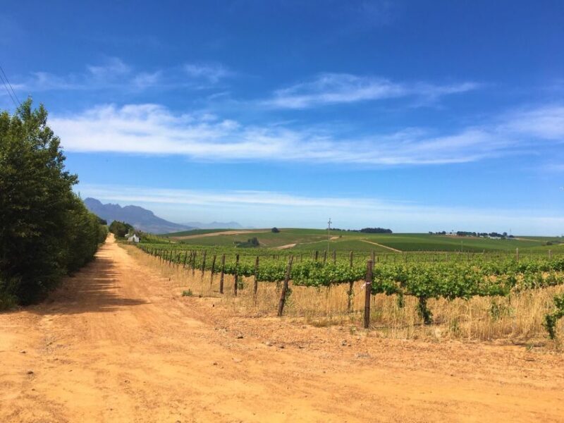 Stellenbosch: Devon Valley Vineyards Bicycle Tour w. Lunch - A Closer Look at the Tour