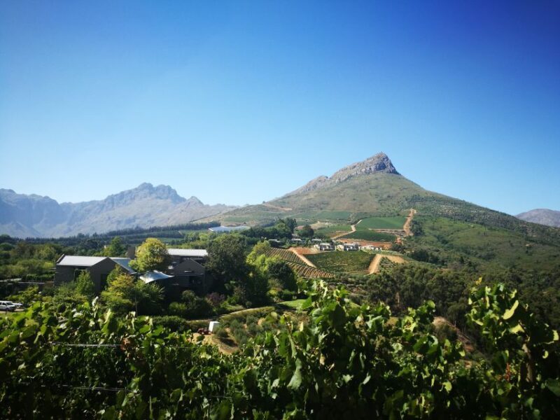 Stellenbosch: Half-Day Guided Nature Hike and Wine Tasting - A Solid Choice for Adventure and Authenticity