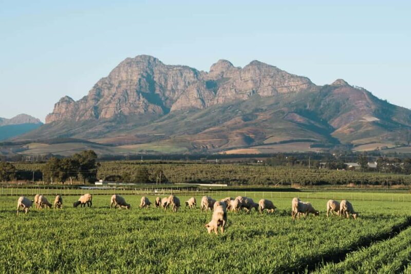 Stellenbosch: Half-Day Wine Tour - Exploring Stellenbosch Town