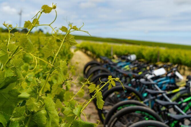 Stellenbosch Half Day Winelands Mountain Bike Tour - Exploring the Stellenbosch Half Day Winelands Mountain Bike Tour