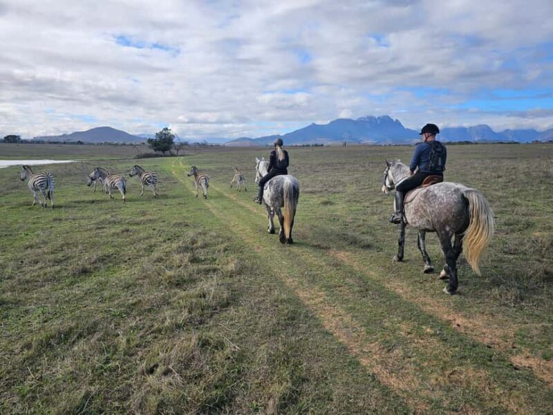 Stellenbosch: Horse Riding Wildlife Safari - A Closer Look at the Stellenbosch Horse Riding Safari