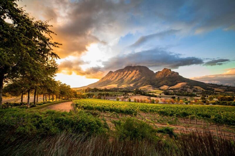 Stellenbosch North Guided Wine Safari (Tastings Included) - Final Thoughts