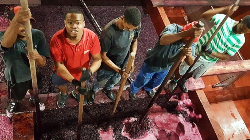 Stellenbosch: Private Wine Tour with a Winemaker. - What to Expect on This Private Stellenbosch Wine Tour