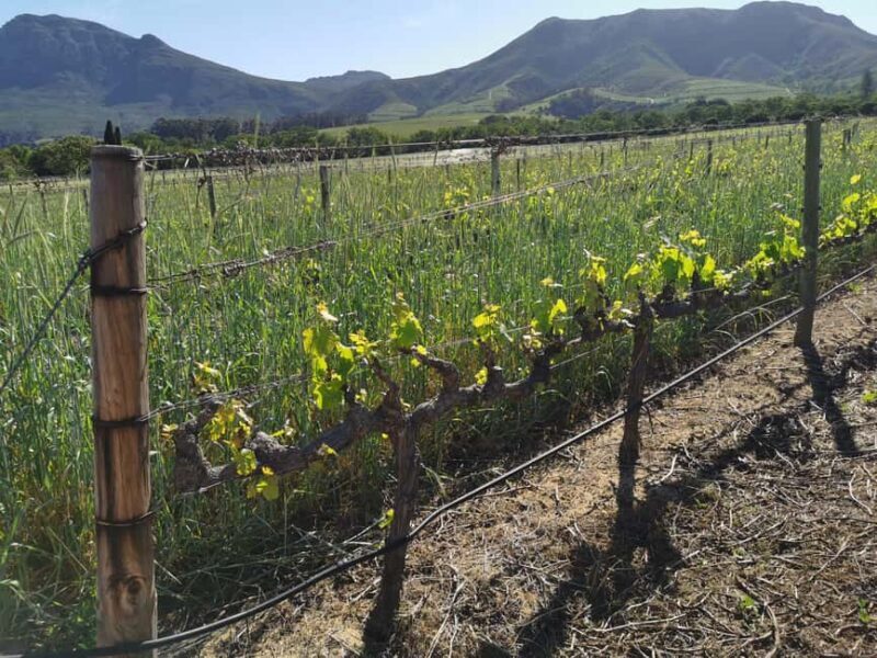 Stellenbosch Scenic Mountain Wine Tasting Tour - FAQ