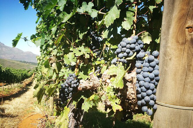 Stellenbosch Vineyard Walk & Wine Tasting - A Detailed Look at the Vineyard Walk & Wine Tasting Tour