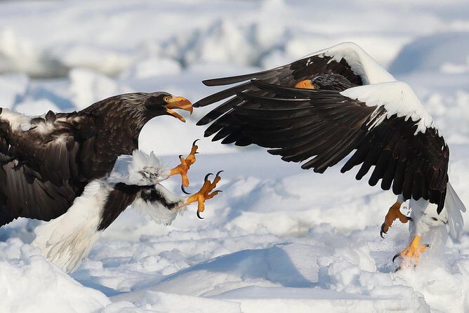 Steller's sea Eagle/White-tailed Eagle watching tour - Key Points