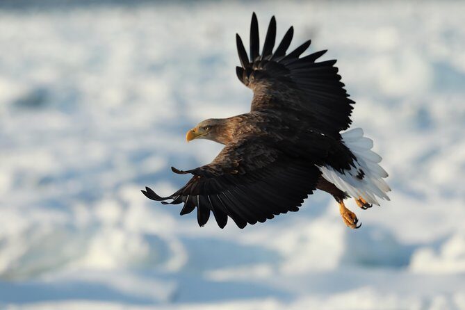 Steller's sea Eagle/White-tailed Eagle watching tour - The Experience of the Guides and Group Size