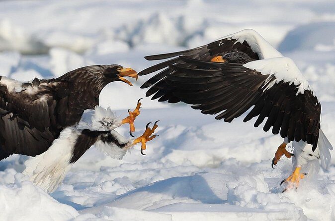 Steller's sea Eagle/White-tailed Eagle watching tour - FAQ