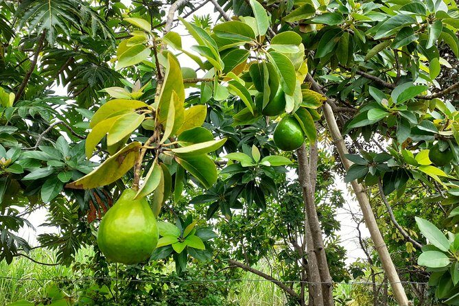 Stepping High Mountain Rastafari Herbs Tour - Key Points